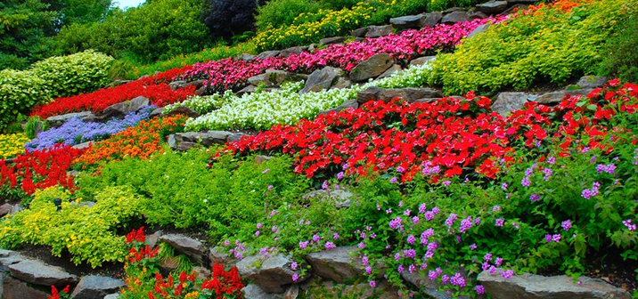 Tips for a Vibrant Garden
