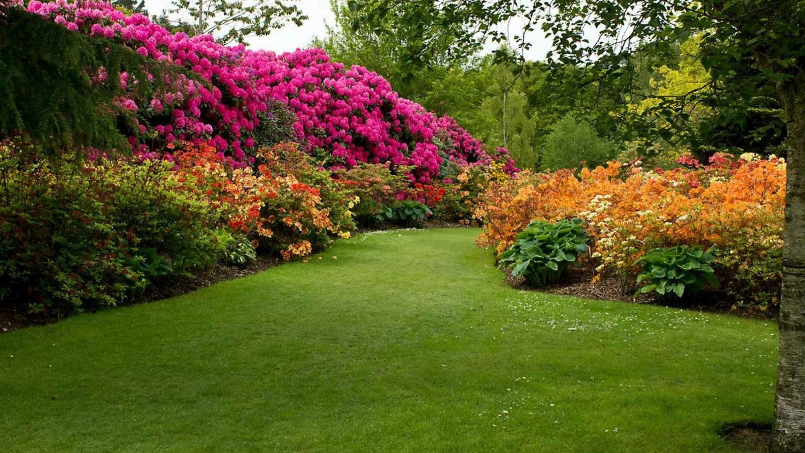 this picture shows How to Choose Flowers for a Shade Garden