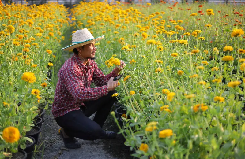 this image shows Flower Farming Business