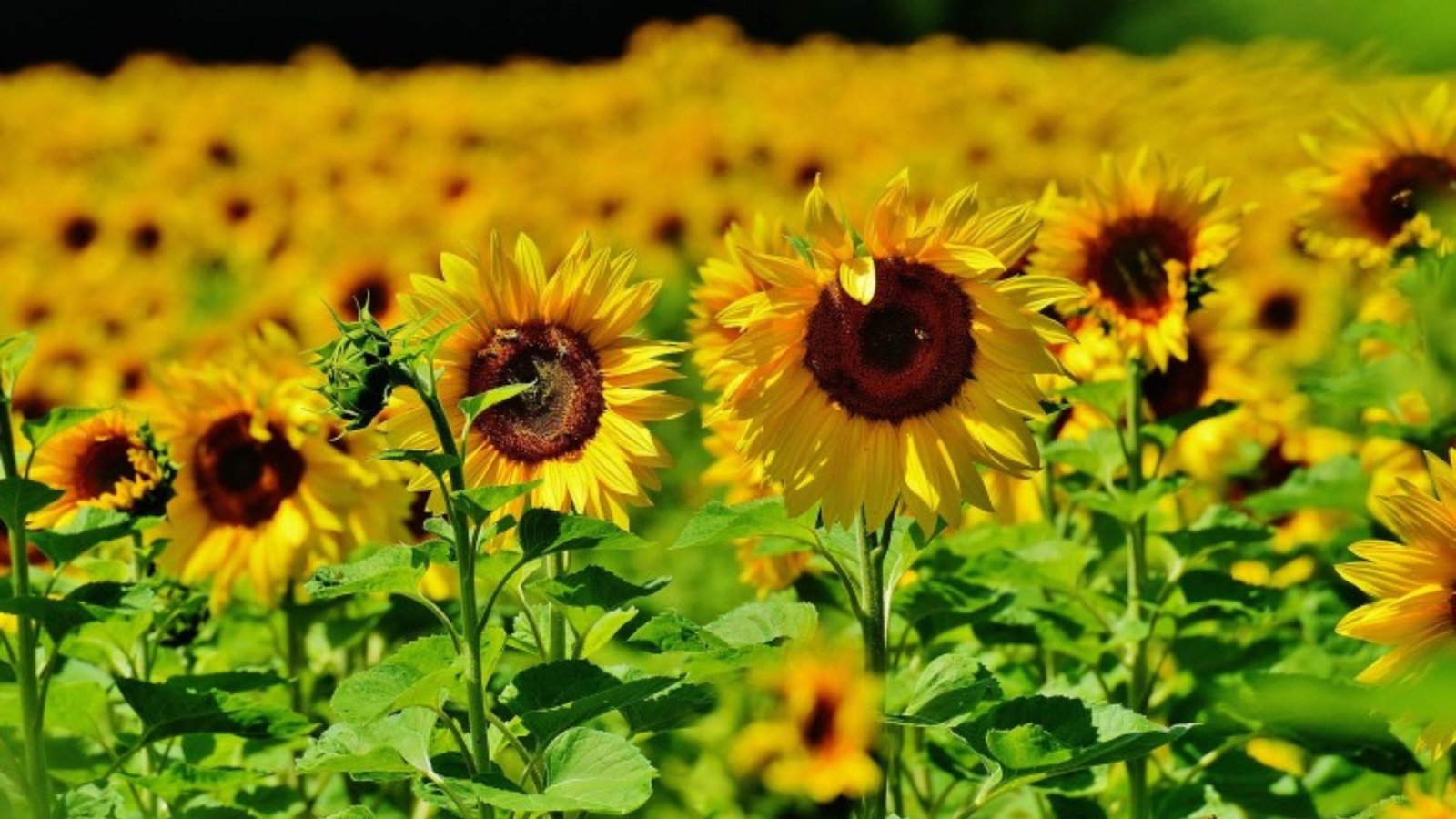 this image shows Sunflowers