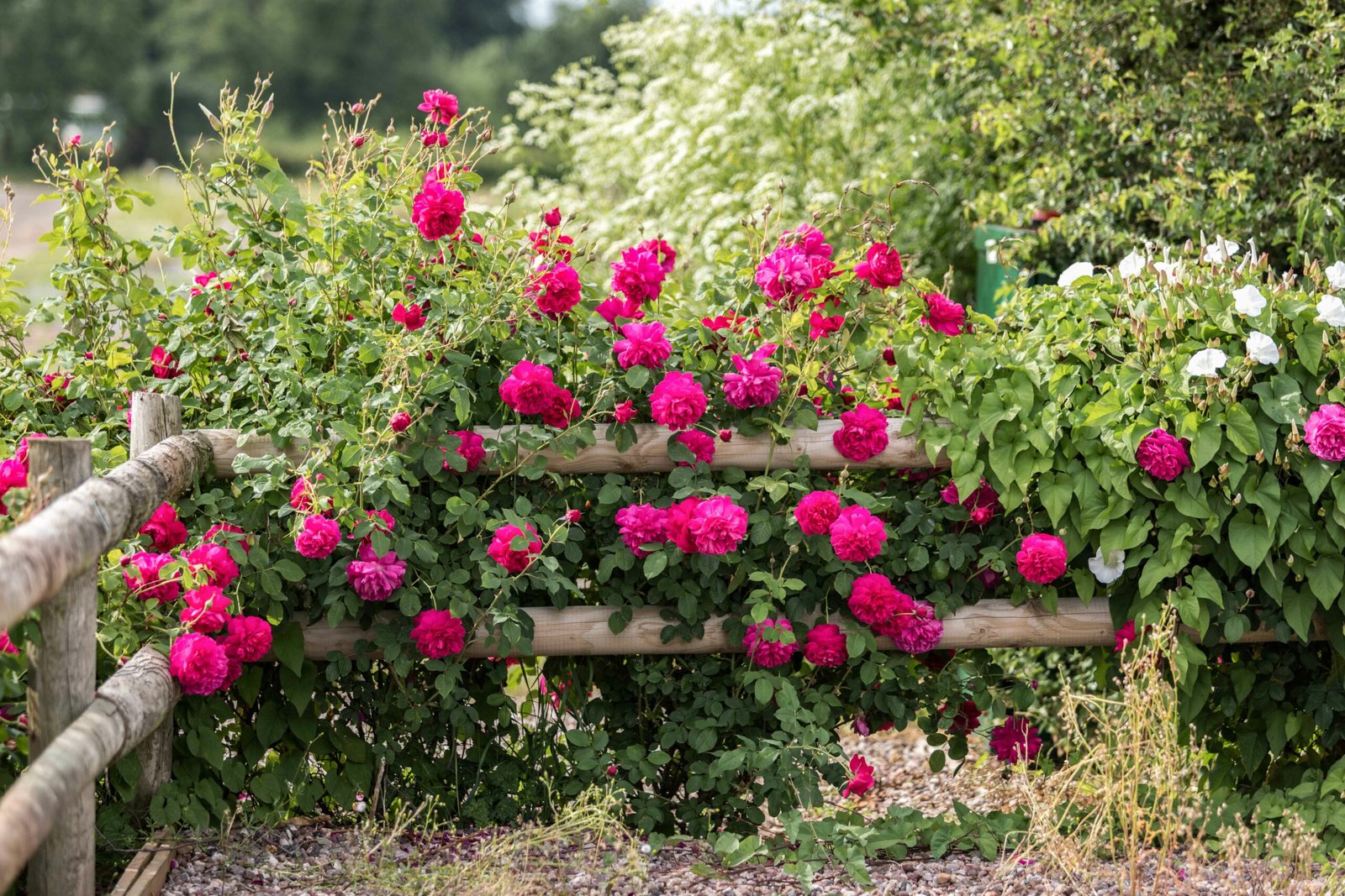this picture shows Romantic Rose Garden