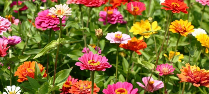 Flower Varieties for Different Climates and Seasons