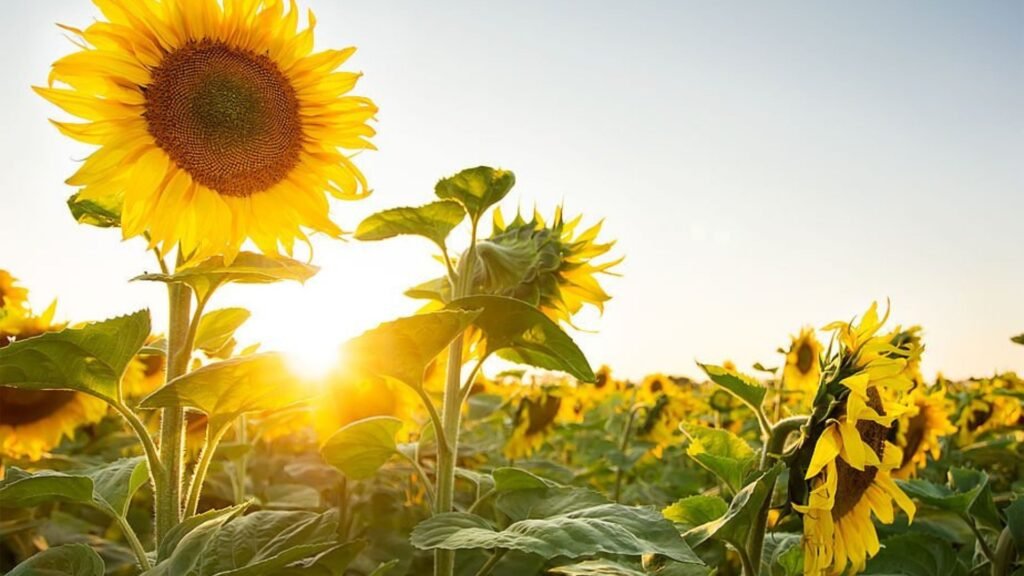 this image shows Sunflowers