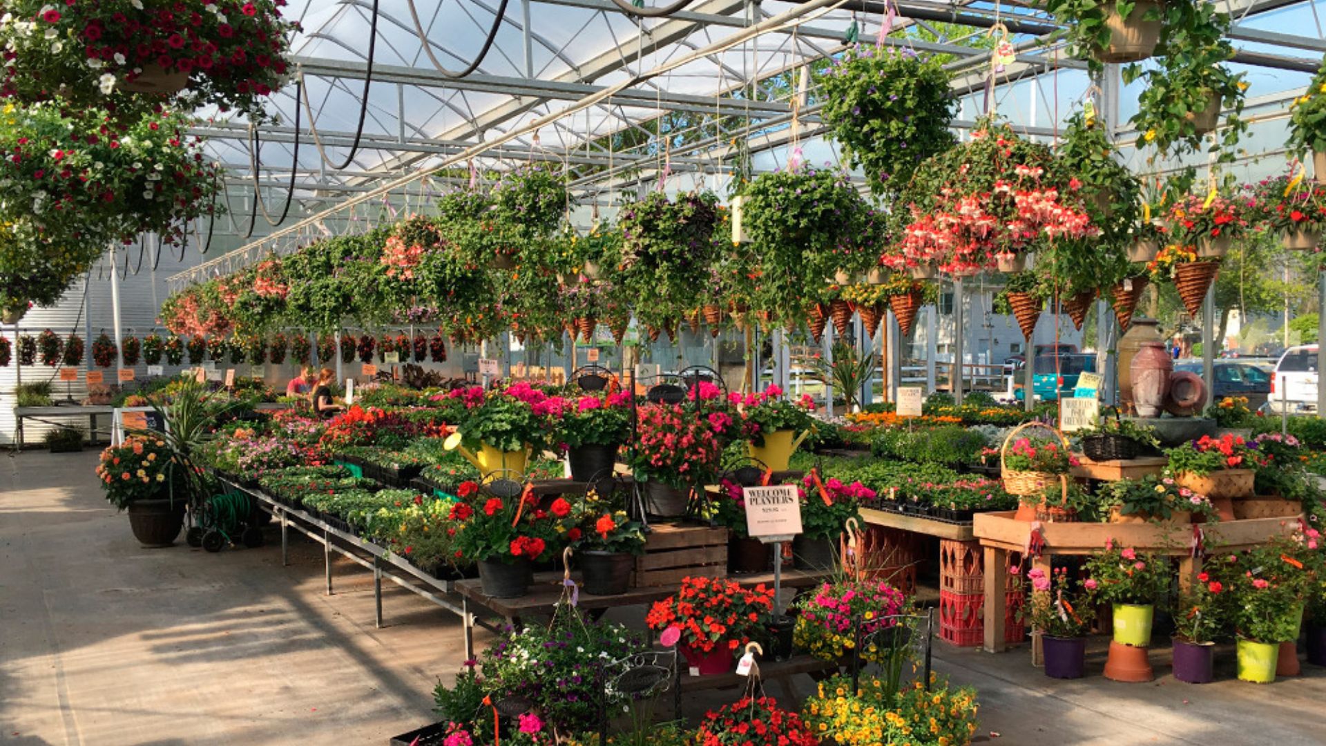 Flowers in a Greenhouse 