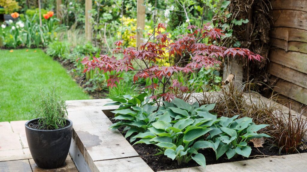 Growing Flowers in Raised Beds