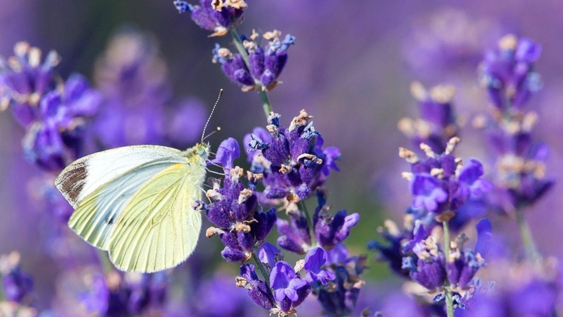 Flowers for Pollinators in Your Garden