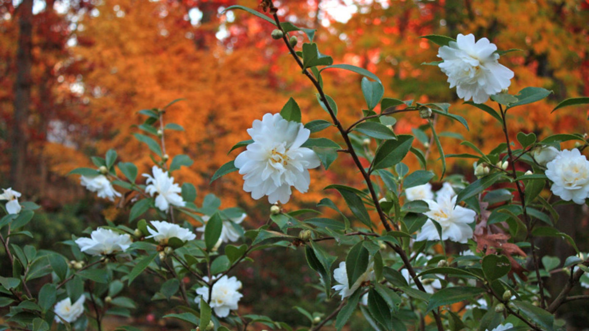 Flowers for Winter Gardens